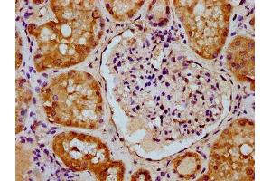 IHC image of ABIN7159453 diluted at 1:300 and staining in paraffin-embedded human kidney tissue performed on a Leica BondTM system.