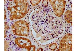 IHC image of ABIN7159453 diluted at 1:300 and staining in paraffin-embedded human kidney tissue performed on a Leica BondTM system. (Cyclin M2 anticorps  (AA 739-875))