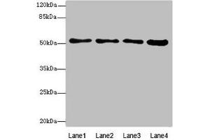 Western blot All lanes: BTNL2antibody at 4. (BTNL2 anticorps  (AA 246-455))