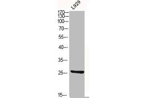 Western Blot analysis of L929 cells using CD9 Polyclonal Antibody (CD9 anticorps  (Internal Region))