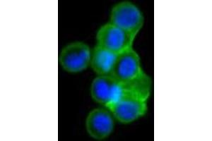 Confocal immunofluorescence analysis of HEK293 cells trasfected with full-length ISL1-hIgGFc using ISL1 mouse mAb (green). (ISL1 anticorps)