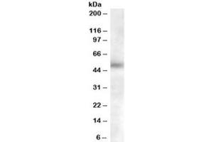 Western blot testing of human lymph node lysate with GCNT3 antibody at 0. (GCNT3 anticorps)