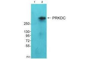 Western blot analysis of extracts from HeLa cells (Lane 2), using DNA-PK antiobdy. (PRKDC anticorps)