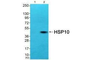 Western blot analysis of extracts from COS7 cells (Lane 2), using HSP10 antiobdy. (HSPE1 anticorps)