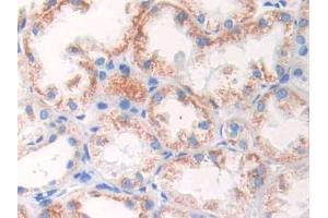 IHC-P analysis of Human Kidney Tissue, with DAB staining. (GLUD1 anticorps  (AA 334-556))