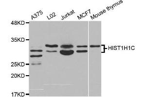Western blot analysis of extracts of various cell lines, using HIST1H1C antibody. (HIST1H1C anticorps)