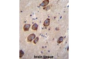 CACNG6 Antibody (Center) immunohistochemistry analysis in formalin fixed and paraffin embedded human brain tissue followed by peroxidase conjugation of the secondary antibody and DAB staining.