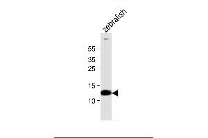 Western blot analysis of lysate from zebrafish tissue, using (DANRE) ba1 Antibody (Center) (ABIN6242128 and ABIN6577723). (Bone Area 1 anticorps  (AA 93-126))