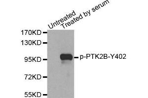Western blot analysis of extracts from 293 cells, using Phospho-PTK2B-Y402 antibody (ABIN2987623). (PTK2B anticorps  (pTyr402))