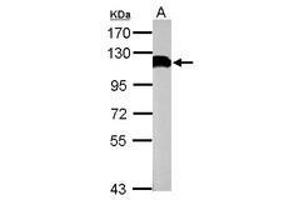 Image no. 1 for anti-Ubiquitin Specific Peptidase 13 (Isopeptidase T-3) (USP13) (C-Term) antibody (ABIN1491928) (USP13 anticorps  (C-Term))
