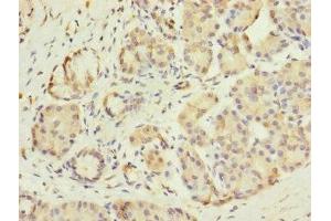 Immunohistochemistry of paraffin-embedded human pancreatic tissue using ABIN7153669 at dilution of 1:100