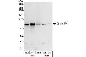 anti-Cyclin M4 (CNNM4) (AA 725-775) antibody