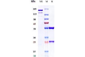 Anti-CD38 Reference Antibody (mezagitamab) on SDS-PAGE under reducing (R) condition. (Recombinant CD38 (Mezagitamab Biosimilar) anticorps)