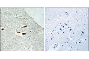 Immunohistochemical staining of paraffin-embedded human brain tissue reacted with PER2 (phospho S662) polyclonal antibody  at 1:50-1:100 dilution. (PER2 anticorps  (pSer662))