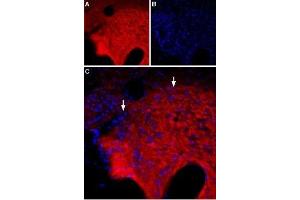 Expression of of GABA(A) θ receptor in rat hypothalamus - Immunohistochemical staining of rat hypothalamus using Anti-GABA(A) θ Receptor (GABRQ) (extracellular) Antibody (ABIN7043197, ABIN7044315 and ABIN7044316). (GABRQ anticorps  (Extracellular, N-Term))