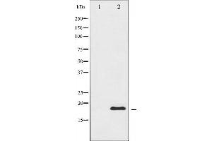 Western blot analysis of CHOP expression in HeLa whole cell lysates,The lane on the left is treated with the antigen-specific peptide. (DDIT3 anticorps  (N-Term))