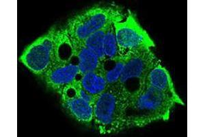 Immunofluorescence analysis of HepG2 cells using EIF2A mouse mAb (green).