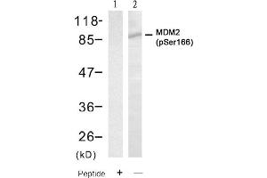 Image no. 2 for anti-Mdm2, p53 E3 Ubiquitin Protein Ligase Homolog (Mouse) (MDM2) (pSer166) antibody (ABIN401610) (MDM2 anticorps  (pSer166))