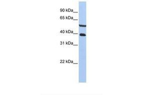 PHACTR3 抗体  (AA 326-375)