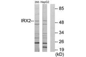 Western blot analysis of extracts from 293/HepG2 cells, using IRX2 Antibody. (IRX2 anticorps  (AA 231-280))