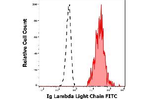 Separation of human Ig lambda light chain positive B-lymphocytes (red-filled) from Ig lambda light chain negative CD19 negative lymphocytes (black-dashed) in flow cytometry analysis (surface staining) of human peripheral whole blood stained using anti-human Ig lambda light chain (4C2) FITC antibody (20 μL reagent / 100 μL of peripheral whole blood). (Lambda-IgLC anticorps  (FITC))