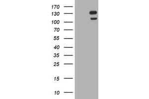 Image no. 14 for anti-Ubiquitin Specific Peptidase 7 (Herpes Virus-Associated) (USP7) antibody (ABIN1498592) (USP7 anticorps)