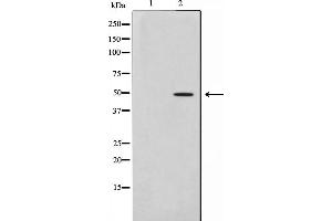 Western blot analysis on HepG2 cell lysate using AZI2 Antibody,The lane on the left is treated with the antigen-specific peptide. (AZI2 anticorps  (N-Term))