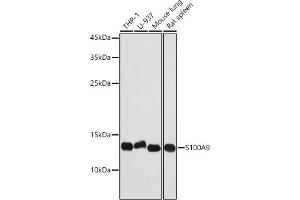Western blot analysis of extracts of various cell lines, using S100 antibody (842) at 1:1000 dilution. (S100A9 anticorps  (AA 1-114))