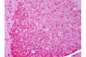 Anti-HSP90 antibody IHC of human tonsil, germinal center. (HSP90 alpha/beta anticorps)