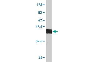 Western Blot detection against Immunogen (41.