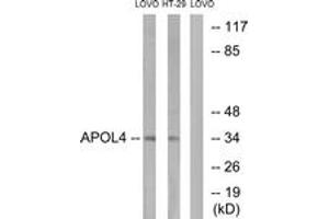 Western Blotting (WB) image for anti-Apolipoprotein L, 4 (APOL4) (AA 301-350) antibody (ABIN2890127) (Apolipoprotein L 4 anticorps  (AA 301-350))