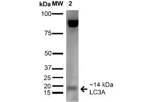 Western blot analysis of Rat Liver cell lysates showing detection of 14 kDa LC3A protein using Rabbit Anti-LC3A Polyclonal Antibody .