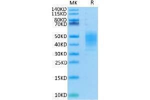 Human CLEC12A on Tris-Bis PAGE under reduced condition. (CLEC12A Protein (His tag))