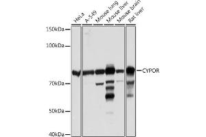 Western blot analysis of extracts of various cell lines, using CYPOR Rabbit mAb (ABIN7269151) at 1:1000 dilution. (POR anticorps)