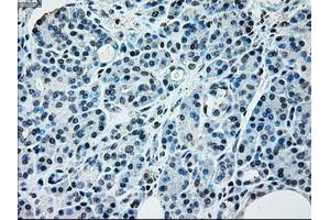 Immunohistochemical staining of paraffin-embedded pancreas tissue using anti-NRBP1mouse monoclonal antibody. (NRBP1 anticorps)