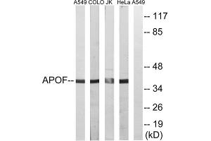 Western blot analysis of extracts from A549 cells, COLO cells, Jurkat cells and HeLa cells, using APOF antibody. (Apolipoprotein F anticorps  (C-Term))