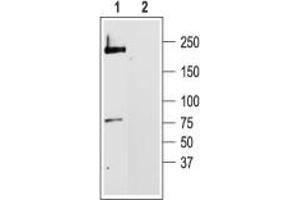 Western blot analysis of rat brain membranes: - 1. (CACNA1C anticorps  (Intracellular))