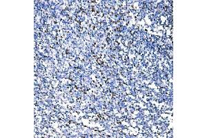 IHC analysis of RAD18 using anti-RAD18 antibody (ABIN7599364).