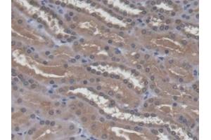 Detection of a4GALT in Human Kidney Tissue using Polyclonal Antibody to Alpha-1,4-Galactosyltransferase (a4GALT)