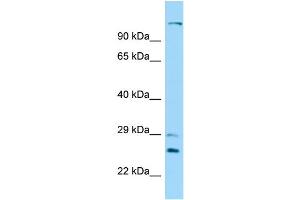 Host: Rabbit Target Name: DNAH12 Sample Type: 721_B Whole Cell lysates Antibody Dilution: 1. (DNAH12 anticorps  (N-Term))