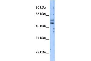 WB Suggested Anti-PIK3R3 Antibody Titration:  5. (PIK3R3 anticorps  (Middle Region))