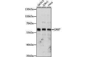 Western blot analysis of extracts of various cell lines, using GRB7 antibody (ABIN6130432, ABIN6141380, ABIN6141381 and ABIN6221346) at 1:1000 dilution. (GRB7 anticorps  (AA 1-140))