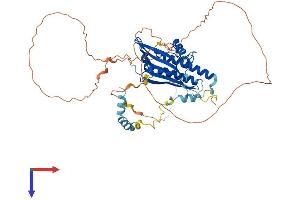 AlphaFold protein structure predicition of Mouse Recombinant Atg13 Protein, UniprotID Q91YI1