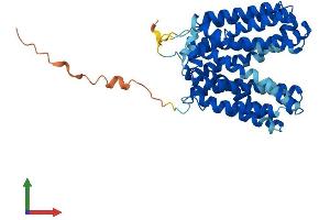 AlphaFold protein structure predicition of Human Recombinant SLC16A13 Protein, UniprotID Q7RTY0