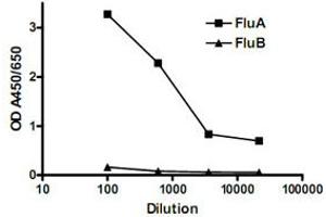 Sandwich ELISA for detection of influenza A infection. (Influenza Nucleoprotein anticorps (Influenza Virus))