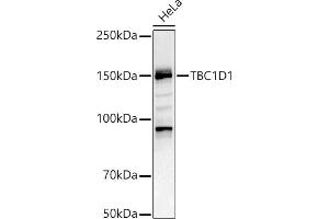 Western blot analysis of extracts of HeLa cells, using TBC1D1 antibody (ABIN6129487, ABIN6148878, ABIN6148879 and ABIN6225024) at 1:1000 dilution.