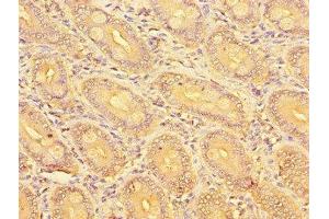 Immunohistochemistry of paraffin-embedded human small intestine tissue using ABIN7162261 at dilution of 1:100