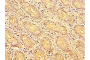 Immunohistochemistry of paraffin-embedded human small intestine tissue using ABIN7162261 at dilution of 1:100 (OST alpha anticorps  (AA 1-48))