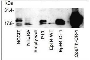 Western blot using  affinity purified anti-Cripto-1 antibody shows detection of endogenous and transfected Cripto-1 from mouse and human sources. (Cripto-1 anticorps  (Internal Region))