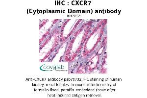 Image no. 1 for anti-Chemokine (C-X-C Motif) Receptor 7 (CXCR7) (3rd Cytoplasmic Domain) antibody (ABIN1733421) (CXCR7 anticorps  (3rd Cytoplasmic Domain))